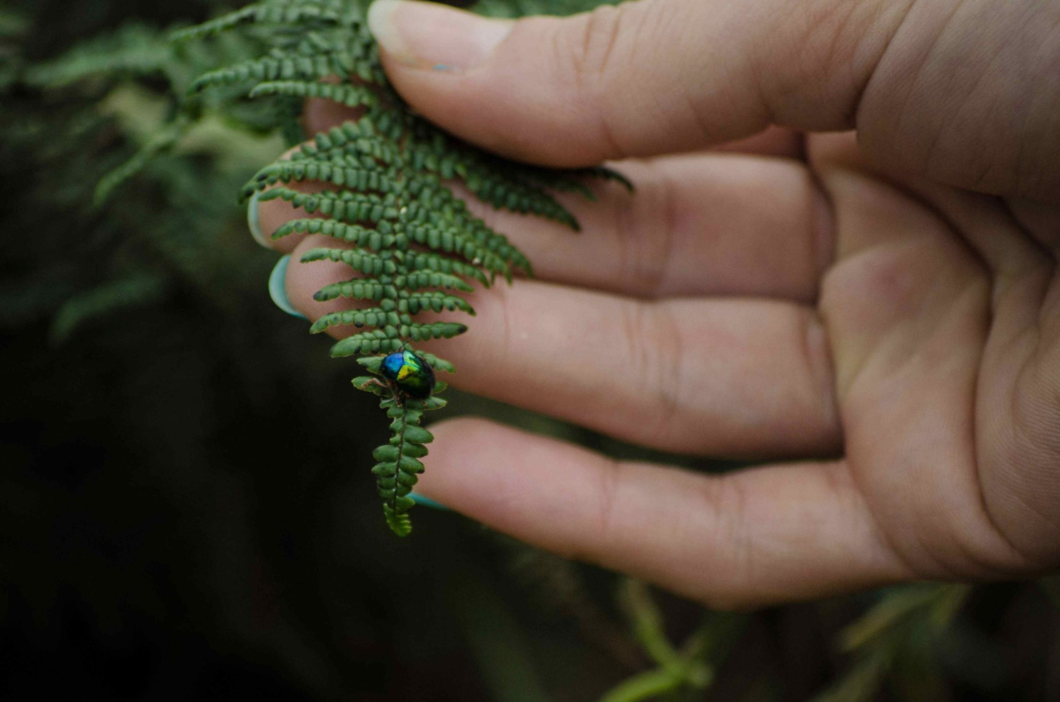 Protecting nature: our path to a healthier future